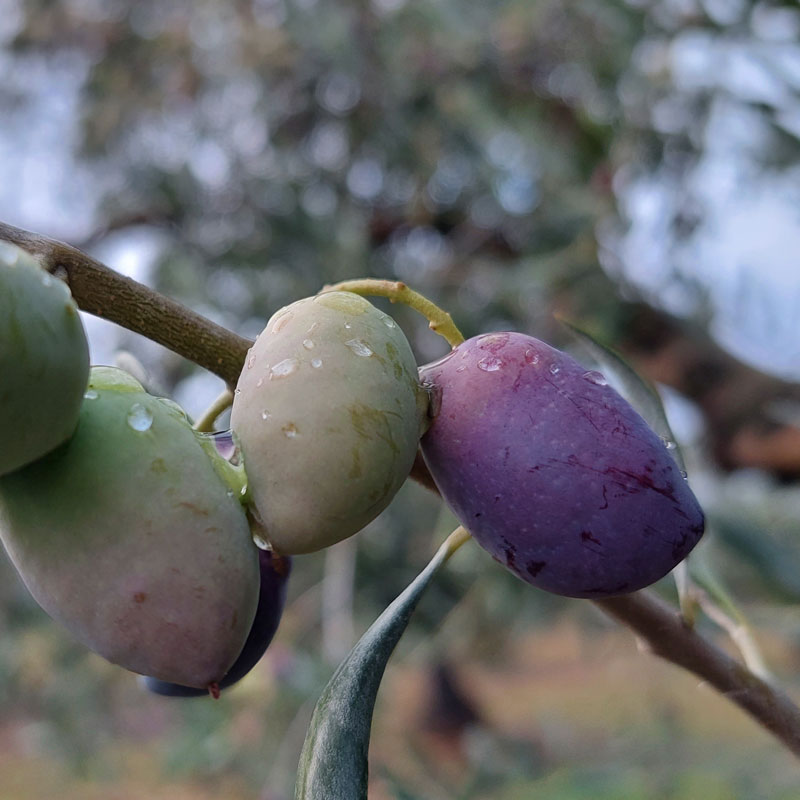 Cooperativa-Las-Saleras-Cornicabra-01