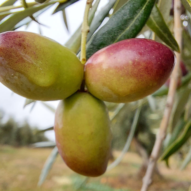 Cooperativa-Las-Saleras-Cornicabra-02