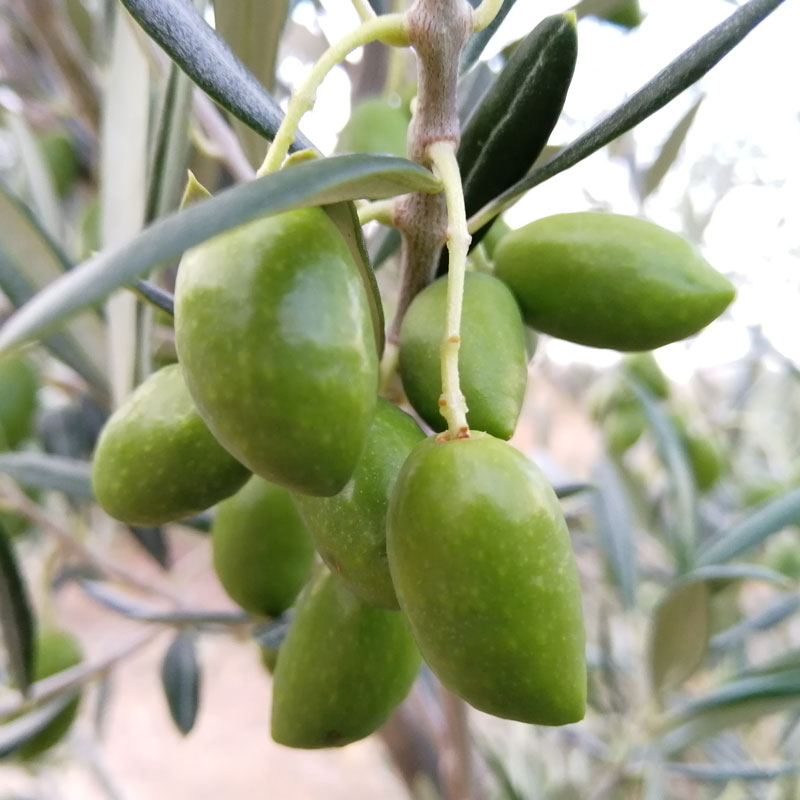 Cooperativa-Las-Saleras-Cornicabra-03
