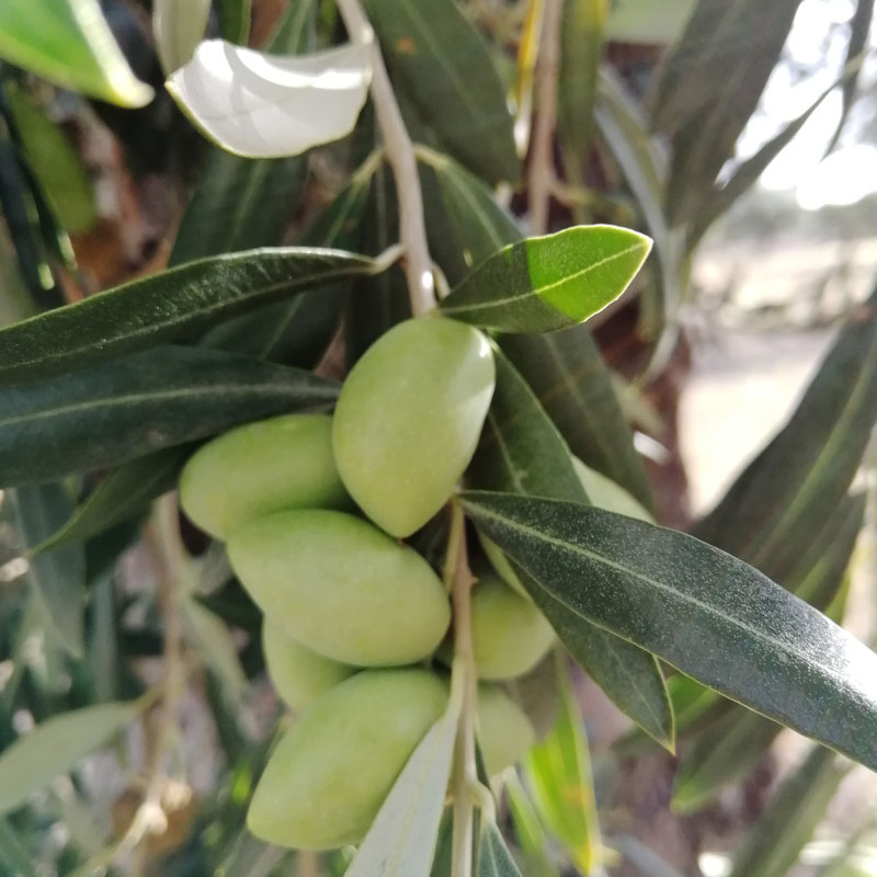 Cooperativa-Las-Saleras-Cornicabra-04